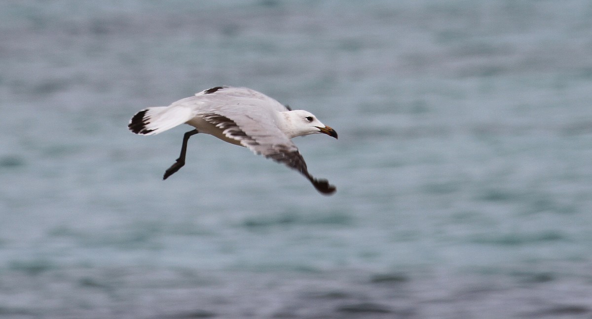 Audouin's Gull - ML611698840