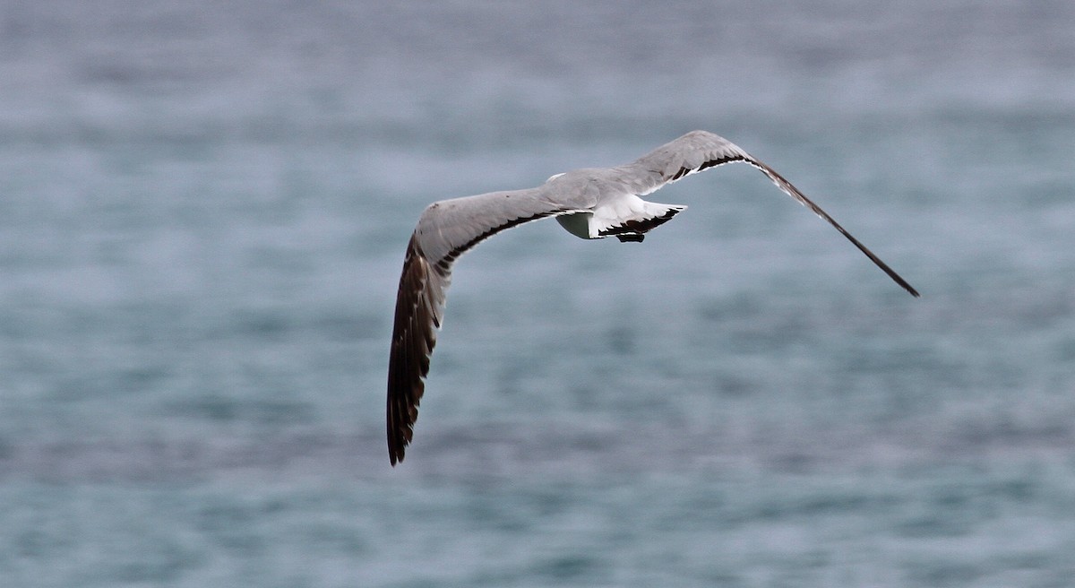 Audouin's Gull - ML611698841