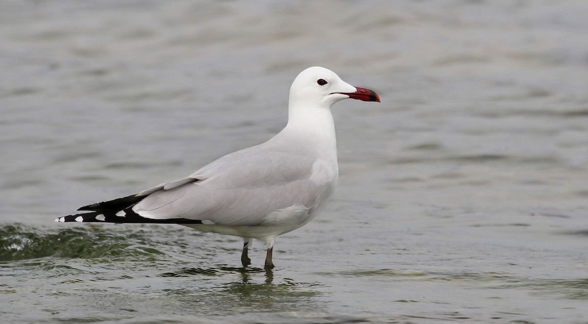 Gaviota de Audouin - ML611698842