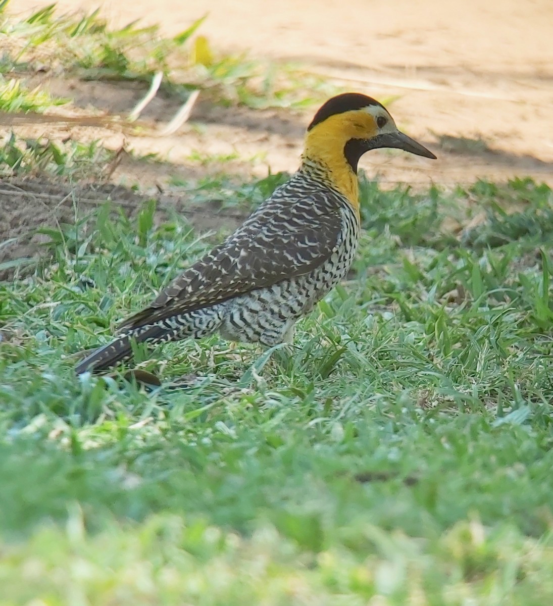 Campo Flicker - ML611698873