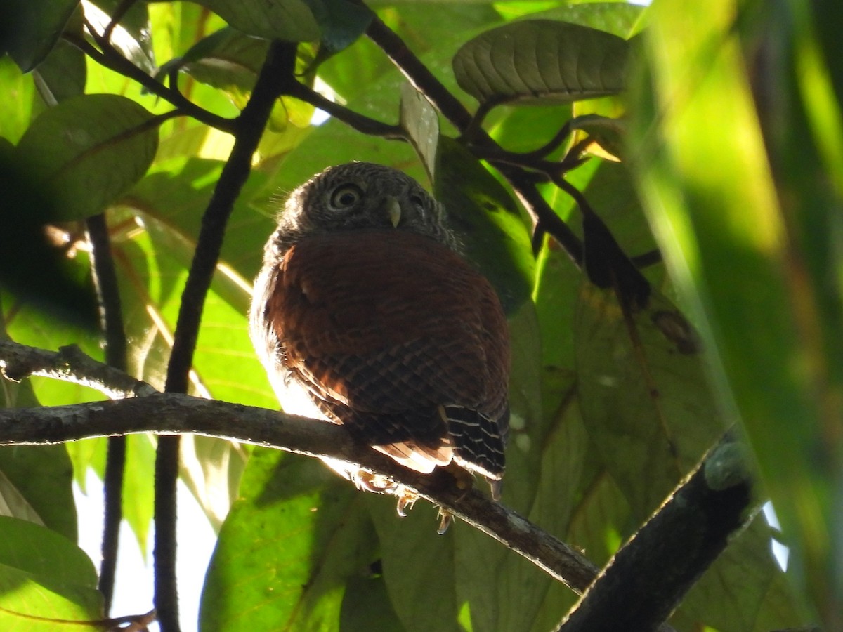 Chestnut-backed Owlet - Simon Bradfield