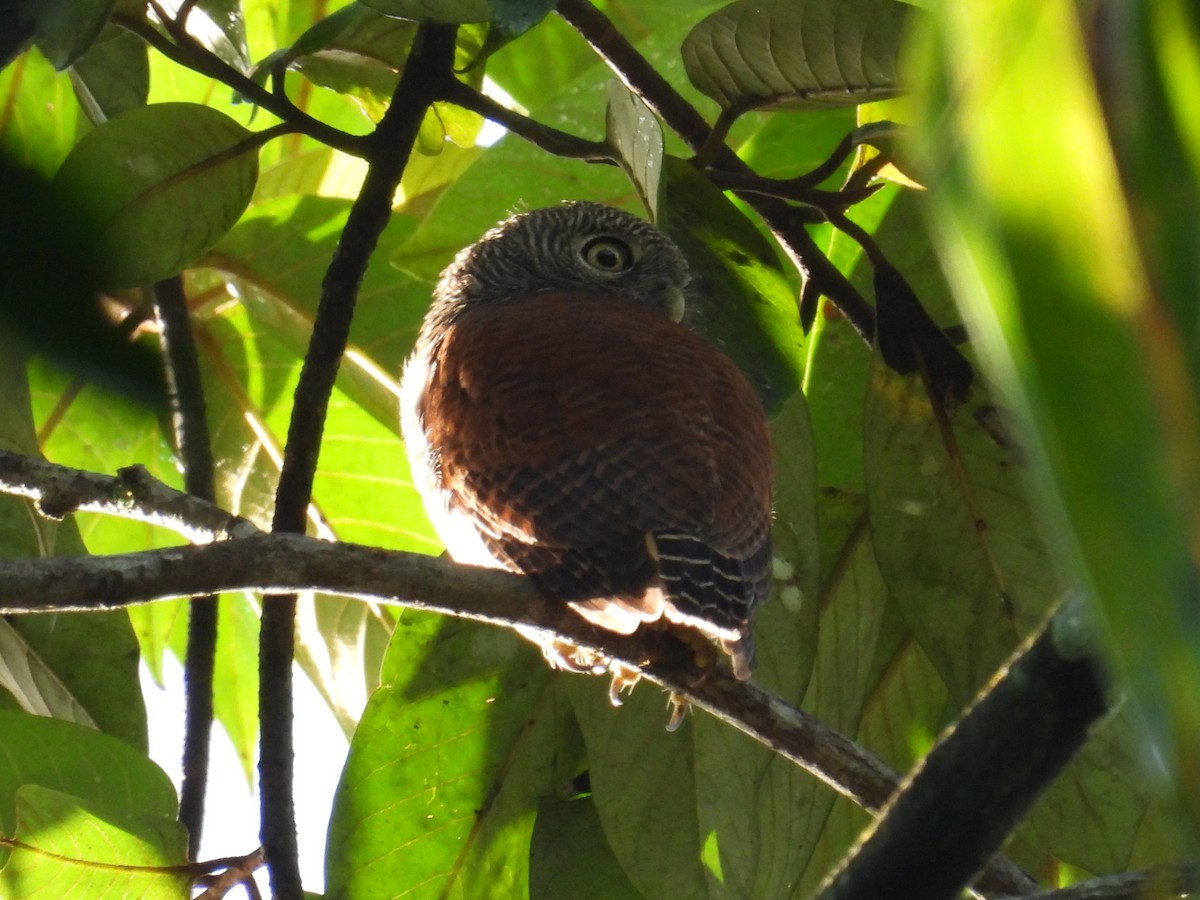 Chestnut-backed Owlet - Simon Bradfield