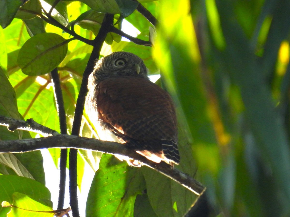 Chestnut-backed Owlet - Simon Bradfield