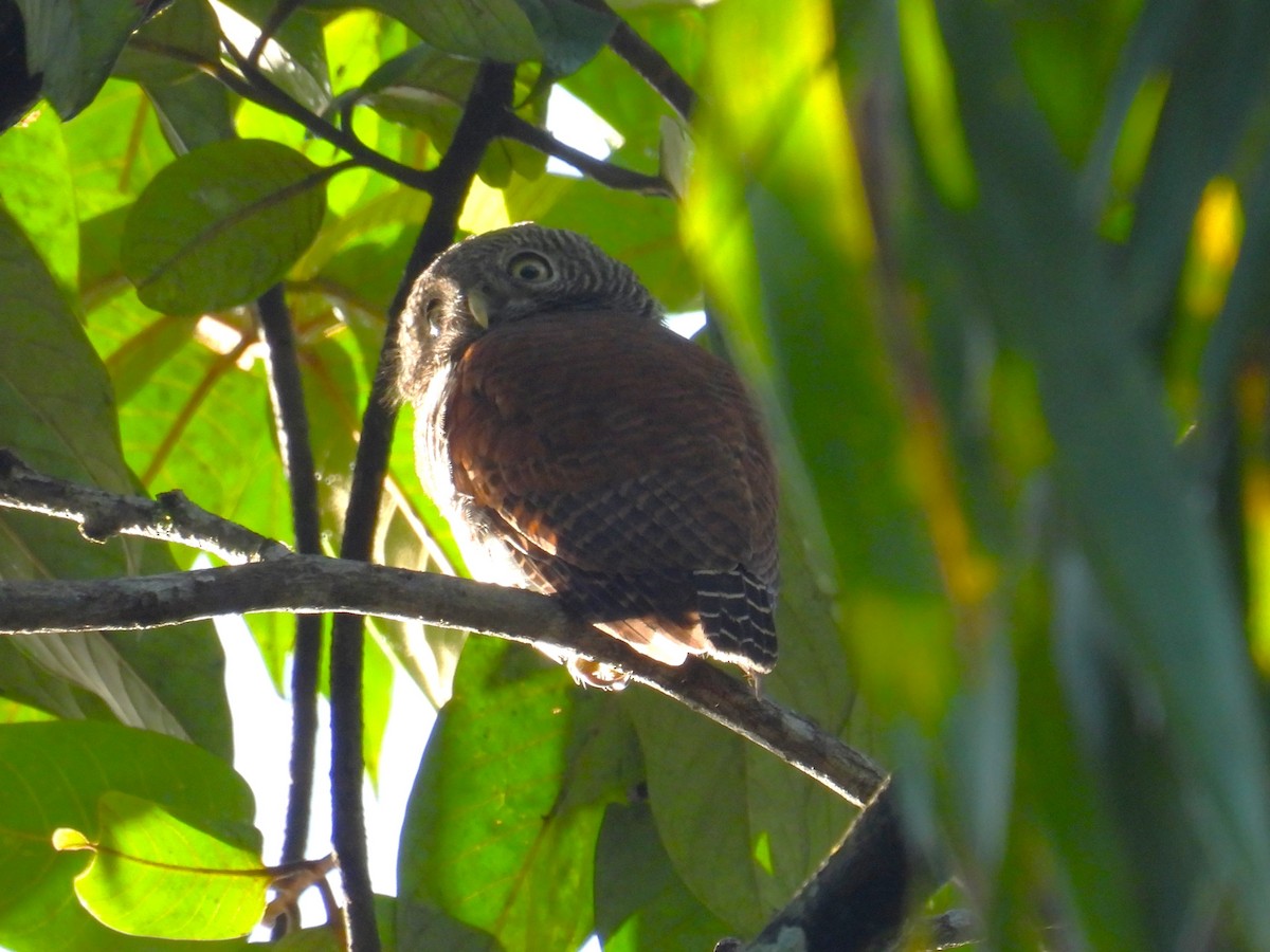 Chestnut-backed Owlet - Simon Bradfield