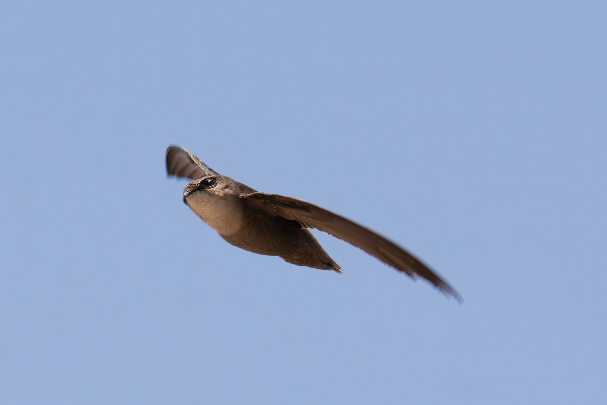 Chimney Swift - ML611698982
