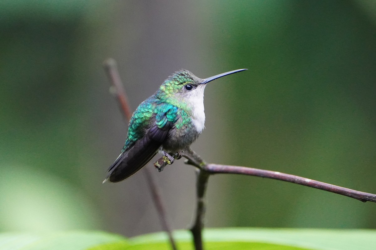 kolibřík andský - ML611698984