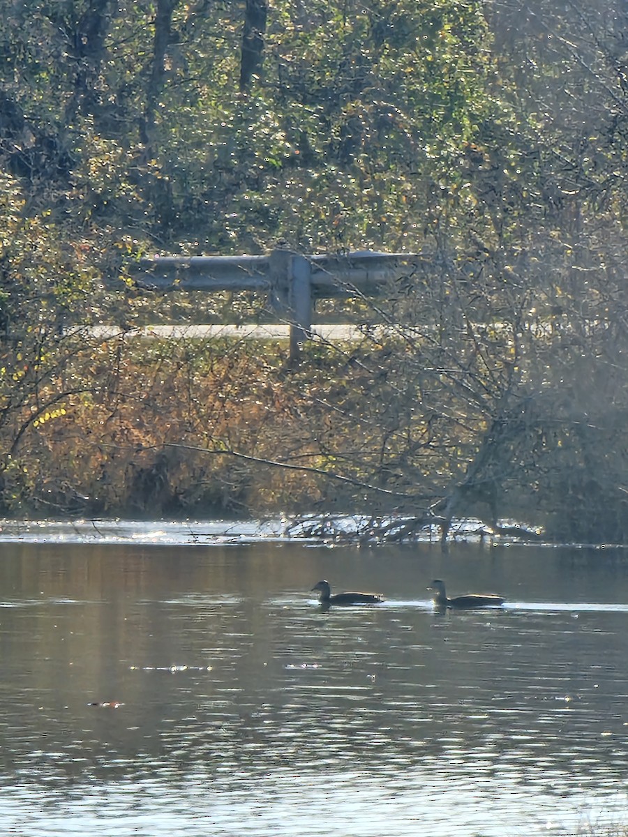 American Black Duck - Nelle Howard