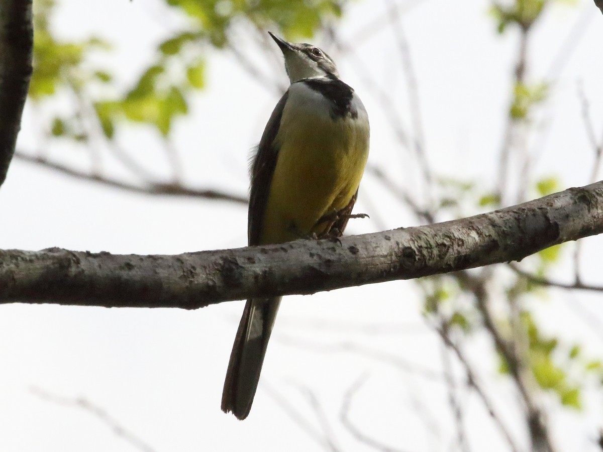 Madagascar Wagtail - ML611699117