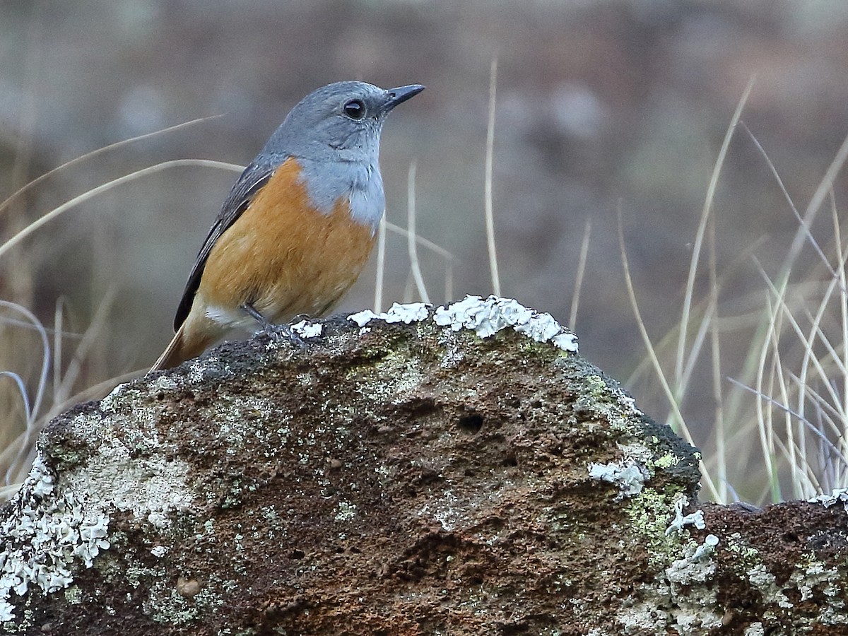 Forest Rock-Thrush (Benson's) - ML611699142