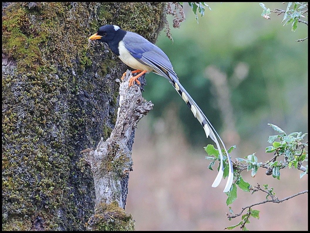 Yellow-billed Blue-Magpie - ML611699252