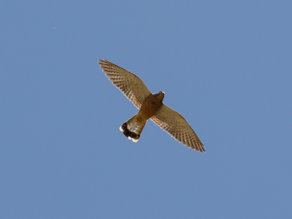 Rock Kestrel - David and Judy Smith