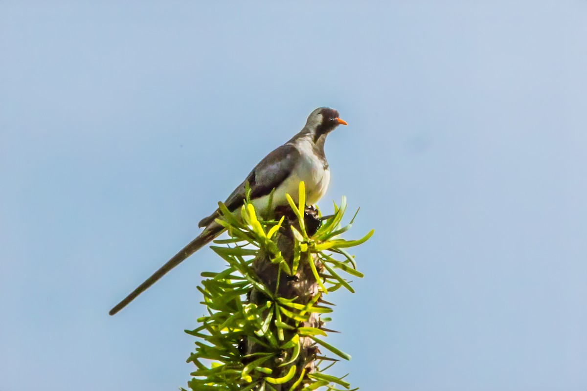 Namaqua Dove - ML611699322