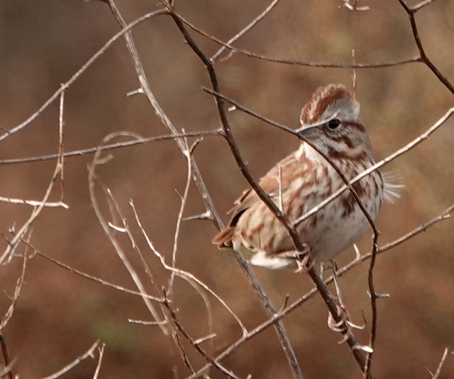 Song Sparrow - ML611699330