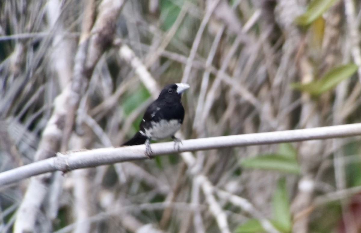 Cone-billed Tanager - ML611699352