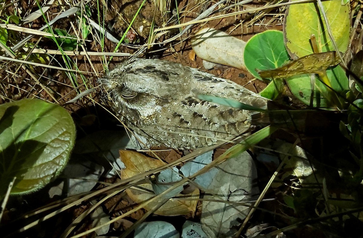 White-winged Nightjar - Jay VanderGaast