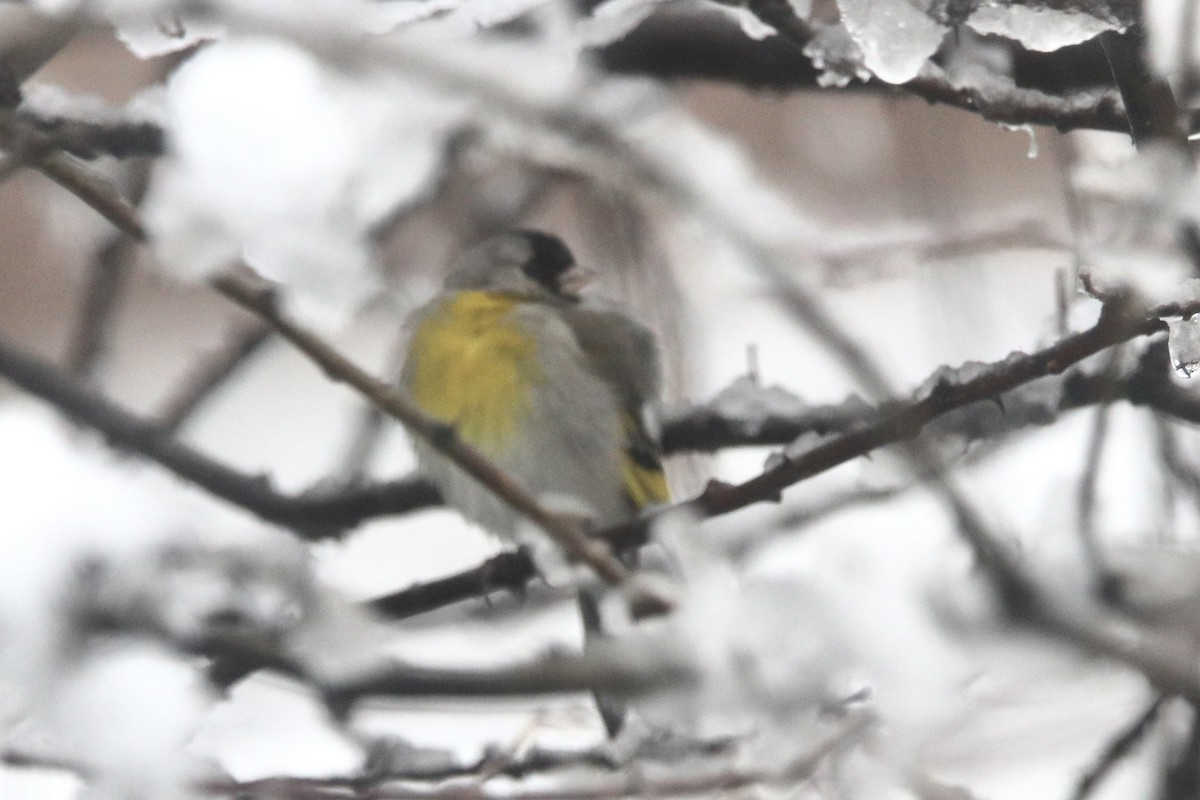 Lawrence's Goldfinch - ML611699609