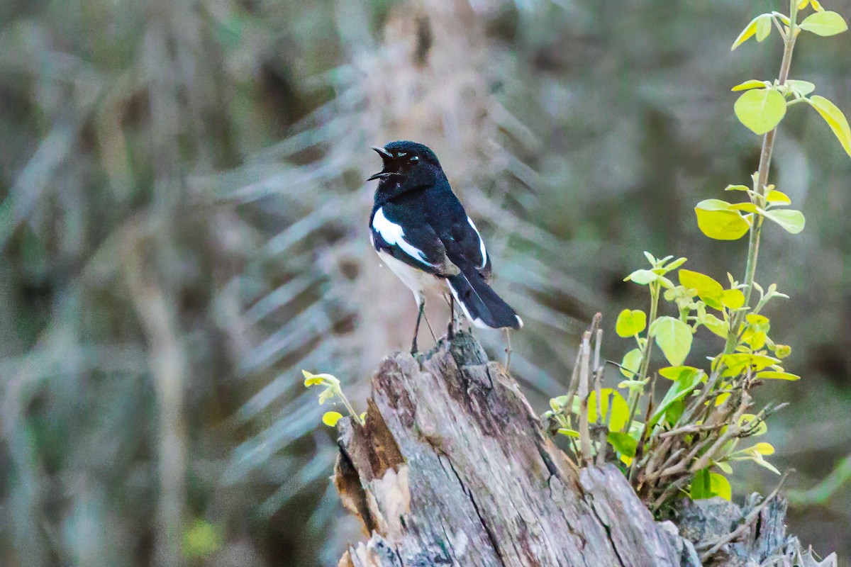 Madagascar Magpie-Robin (White-winged) - ML611699611