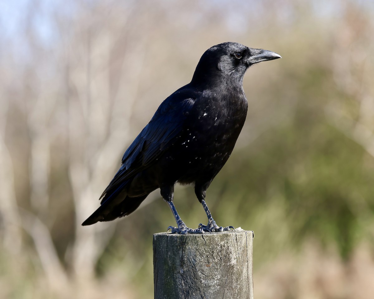 American Crow - ML611699708