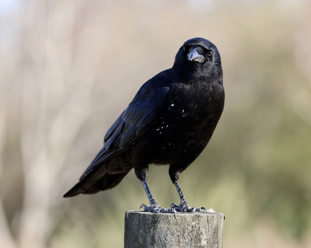 American Crow - ML611699709