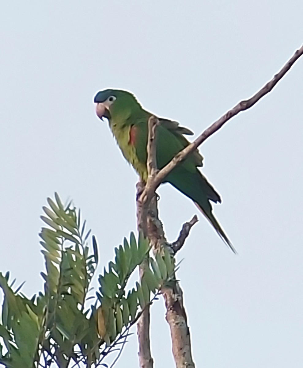 Red-shouldered Macaw - ML611699715