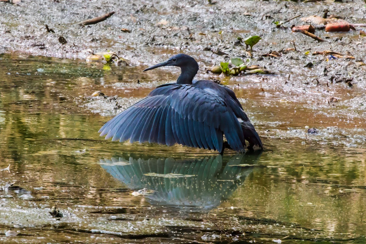 Black Heron - graichen & recer