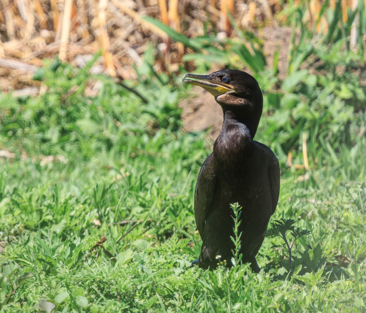 Neotropic Cormorant - ML611699758