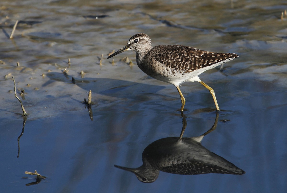 Wood Sandpiper - Jonathan Farooqi