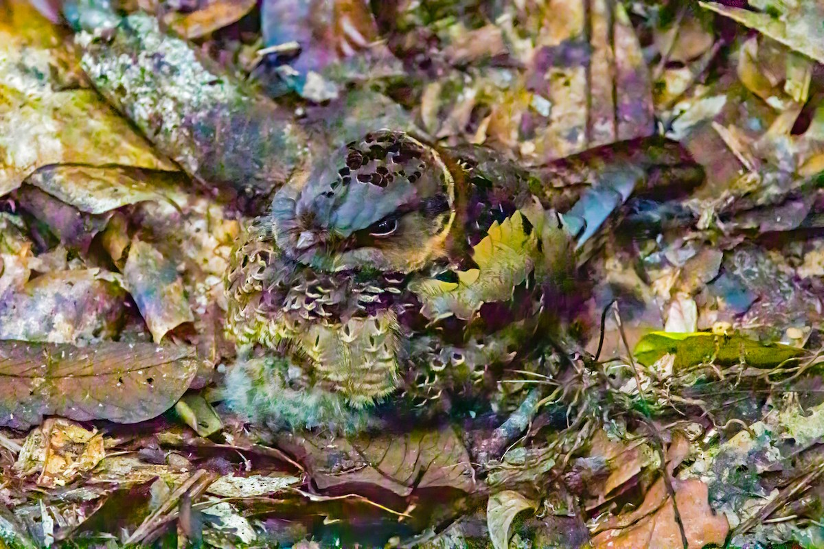 Collared Nightjar - ML611699927