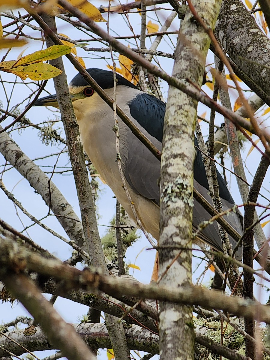 Black-crowned Night Heron - Anne Buckley