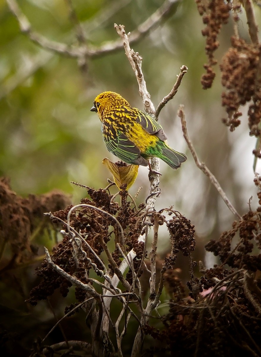 Gilt-edged Tanager - Jay VanderGaast