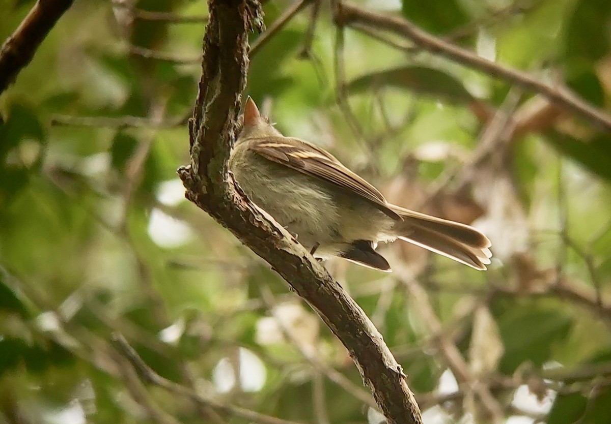 Euler's Flycatcher - ML611700155