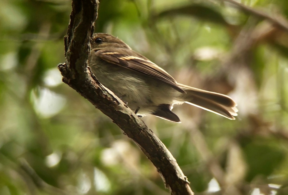 Euler's Flycatcher - ML611700158