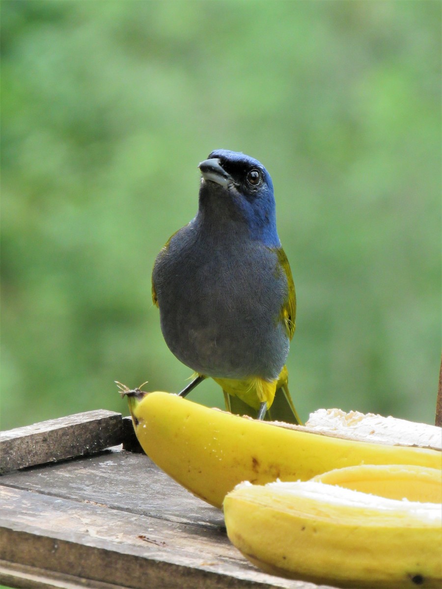 Blue-capped Tanager - ML611700233