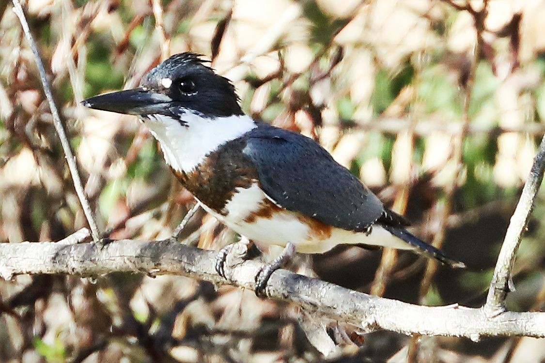 Belted Kingfisher - Don Sterba