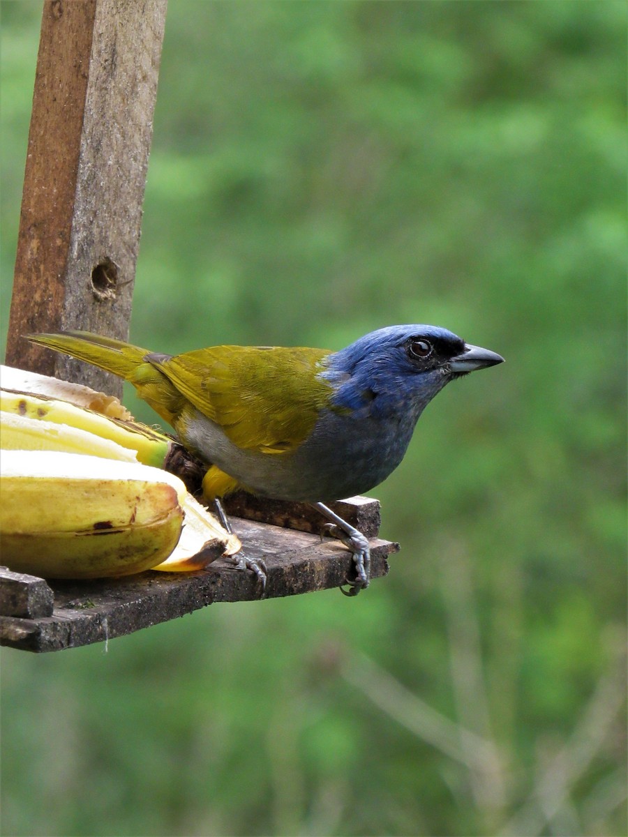 Blue-capped Tanager - ML611700353