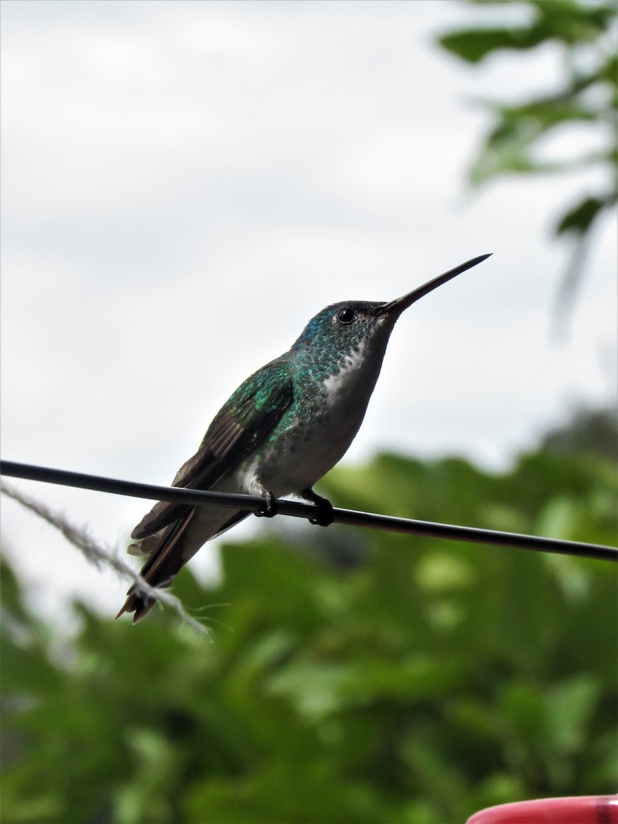 Andean Emerald - ML611700409