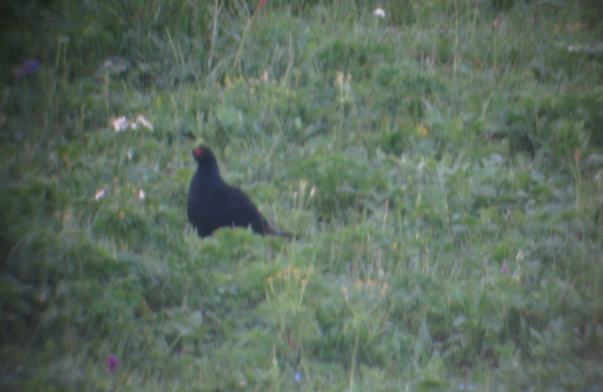 Caucasian Grouse - ML611700425