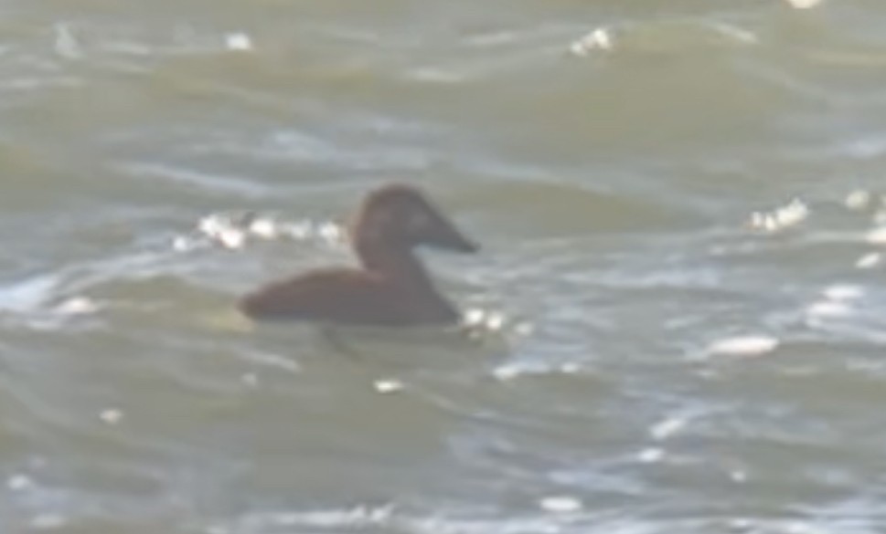 Surf Scoter - Brad Balliett