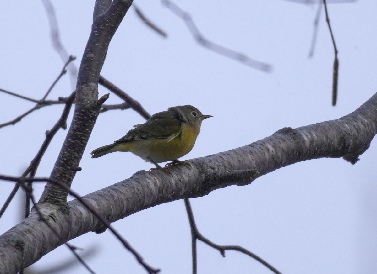 Nashville Warbler - Sarah Foote