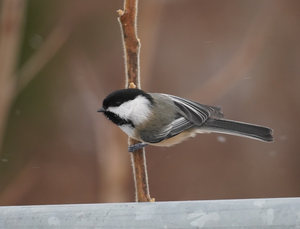 Black-capped Chickadee - ML611700458