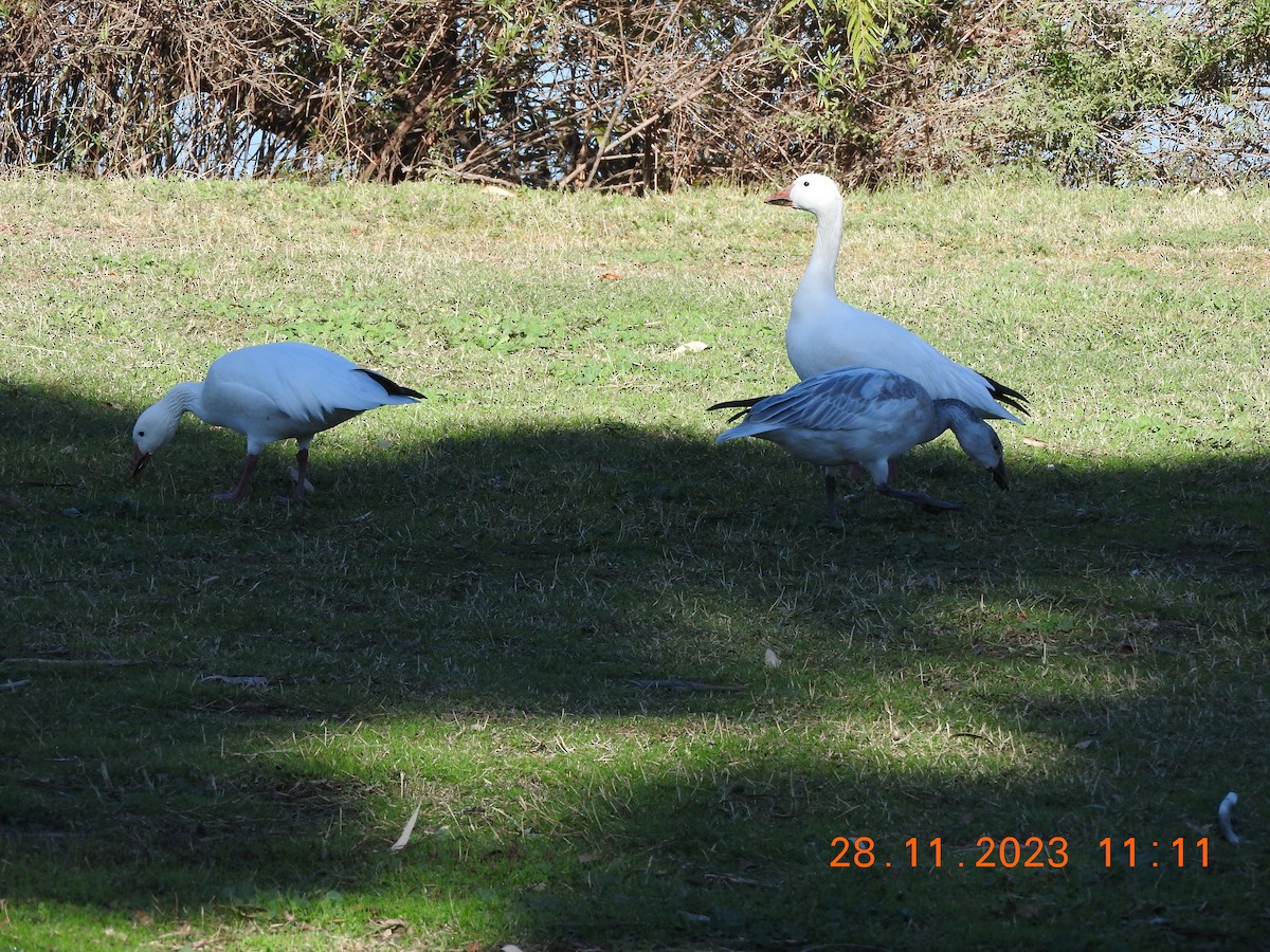 Snow Goose - ML611700480