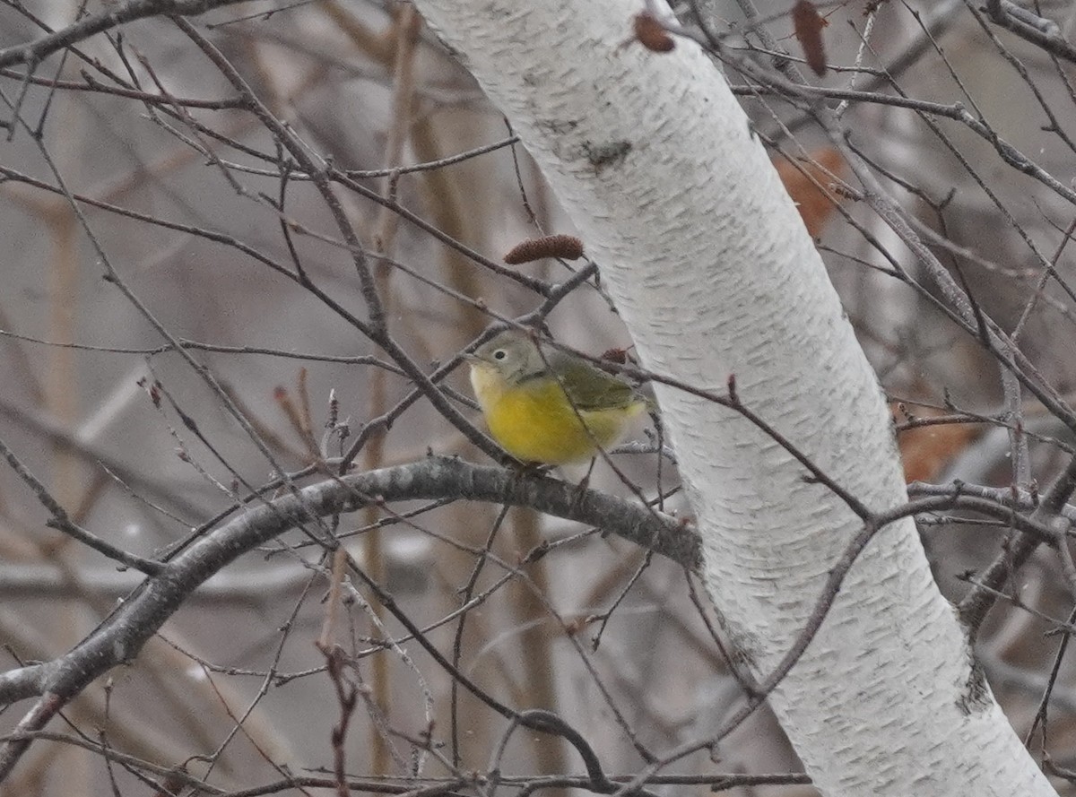 Nashville Warbler - ML611700483