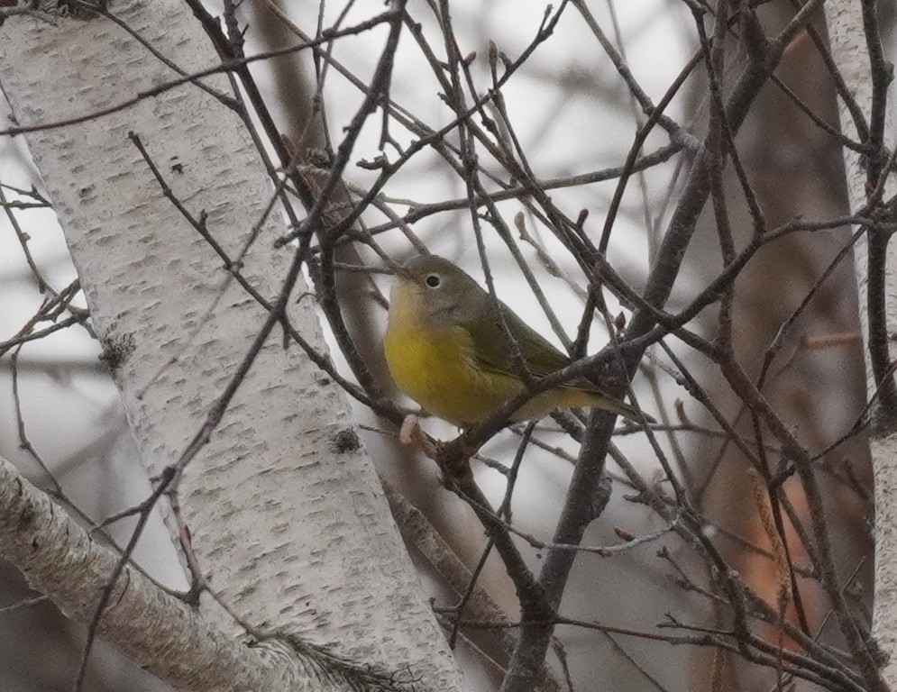 Nashville Warbler - ML611700485