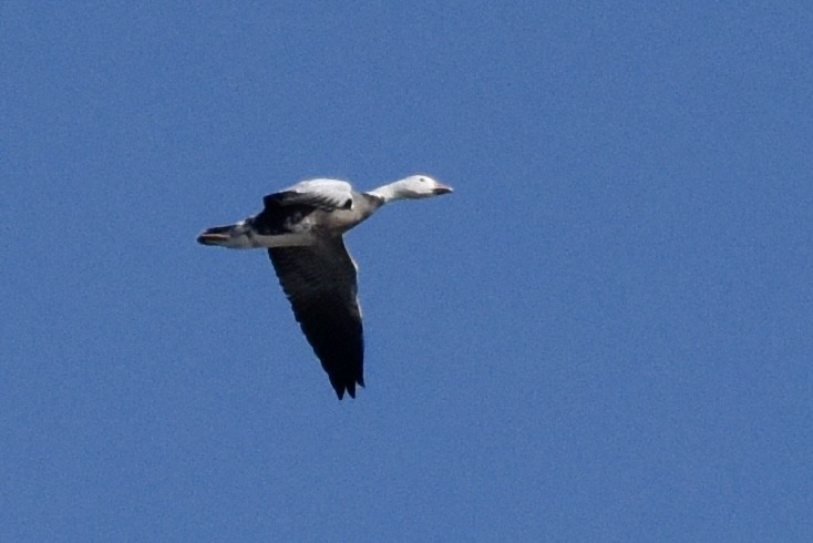 Snow Goose - Patrick Maurice