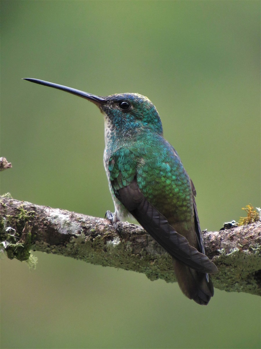 Andean Emerald - ML611700567