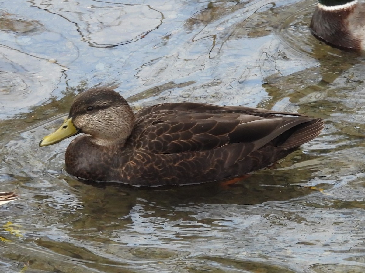 American Black Duck - ML611700621