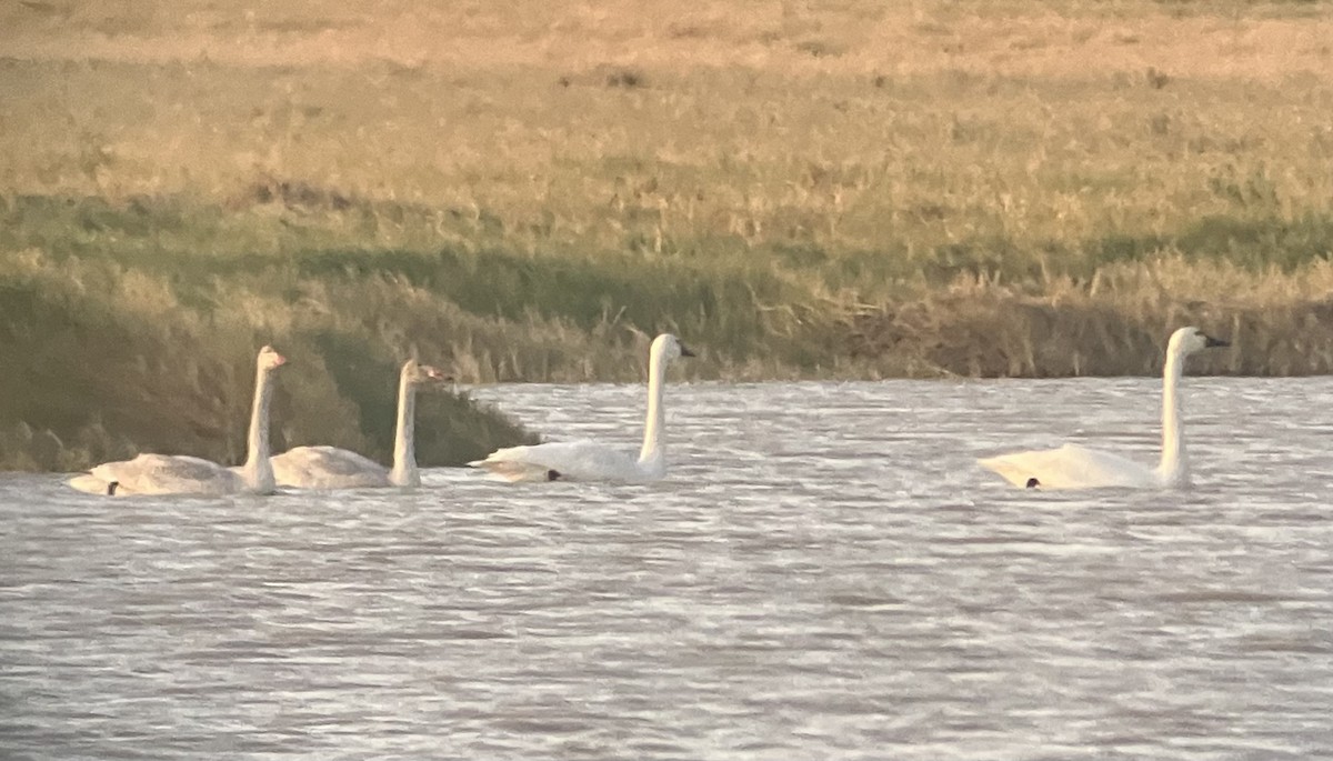 Tundra Swan - ML611700666