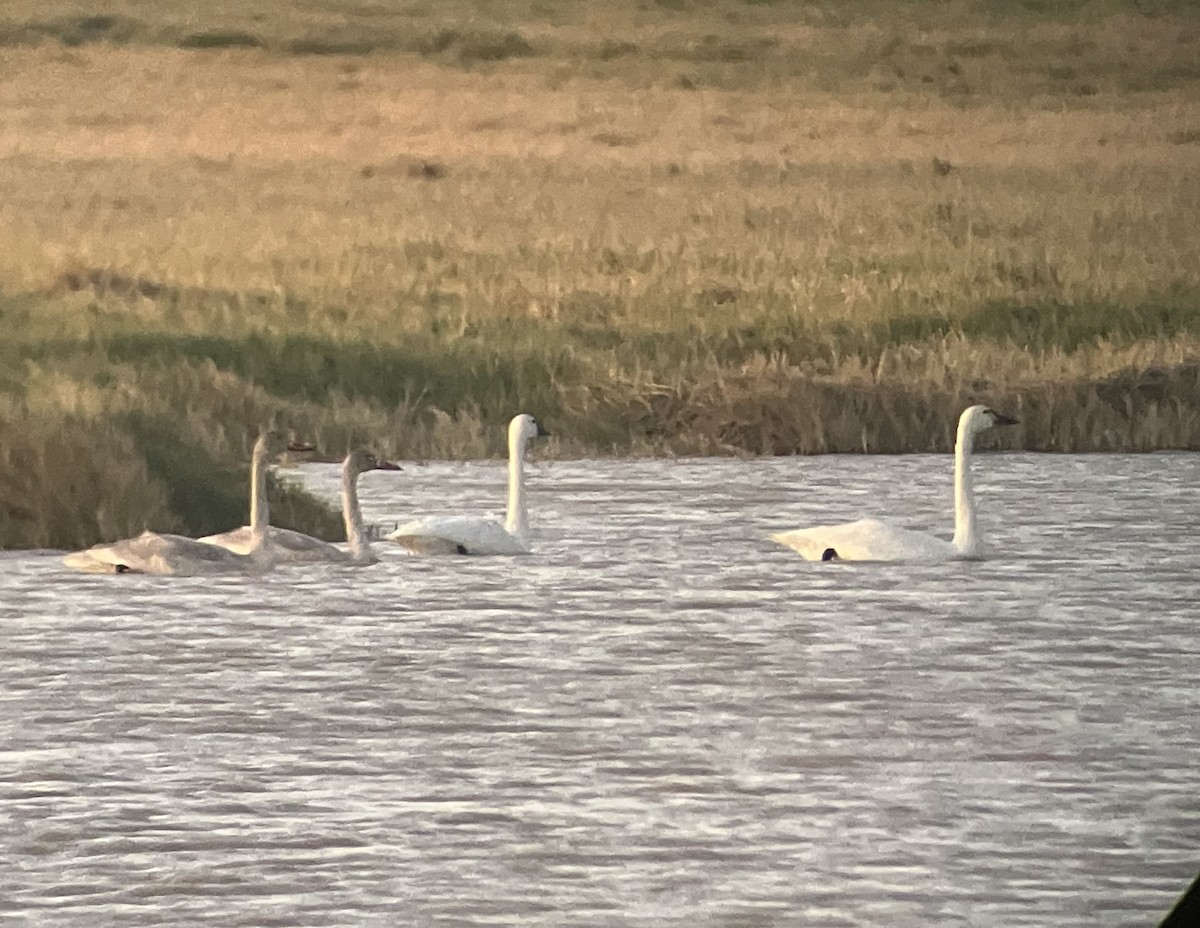 Tundra Swan - ML611700667