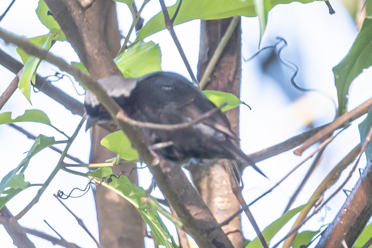 Gray-headed Nigrita - ML611700733