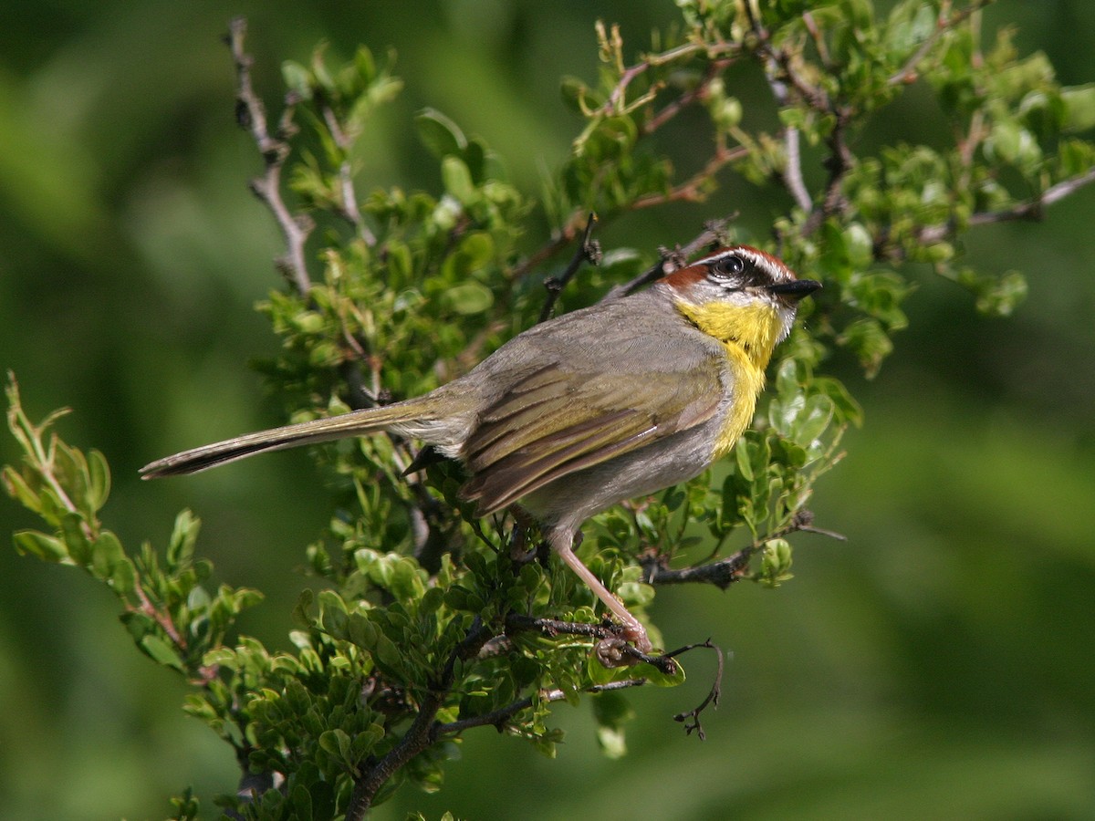 Rufous-capped Warbler - ML611700750